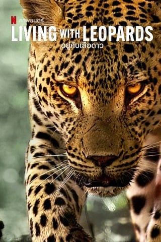 ดูหนัง Living with Leopards (2024) อยู่กับเสือดาว เต็มเรื่อง